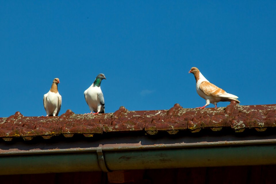 Bird Sky Fauna Beak