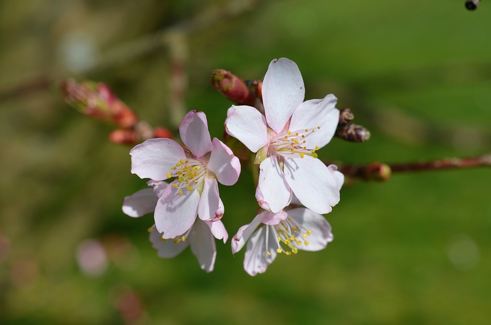 Spring pink nature