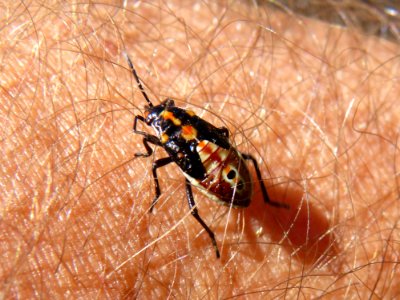Insect Invertebrate Fauna Macro Photography
