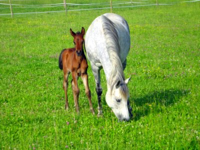 Horse Pasture Fauna Grass
