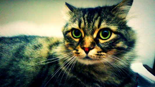 Cat Whiskers Face Mammal