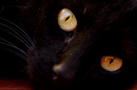 Cat Black Cat Whiskers Black