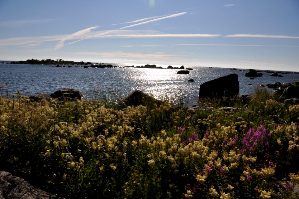 Sea Body Of Water Sky Flower