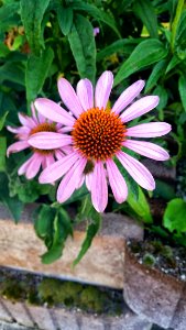 Flower Plant Coneflower Flora photo