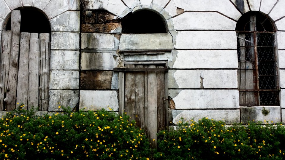 Wall Arch Tree Window photo