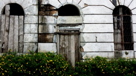 Wall Arch Tree Window photo