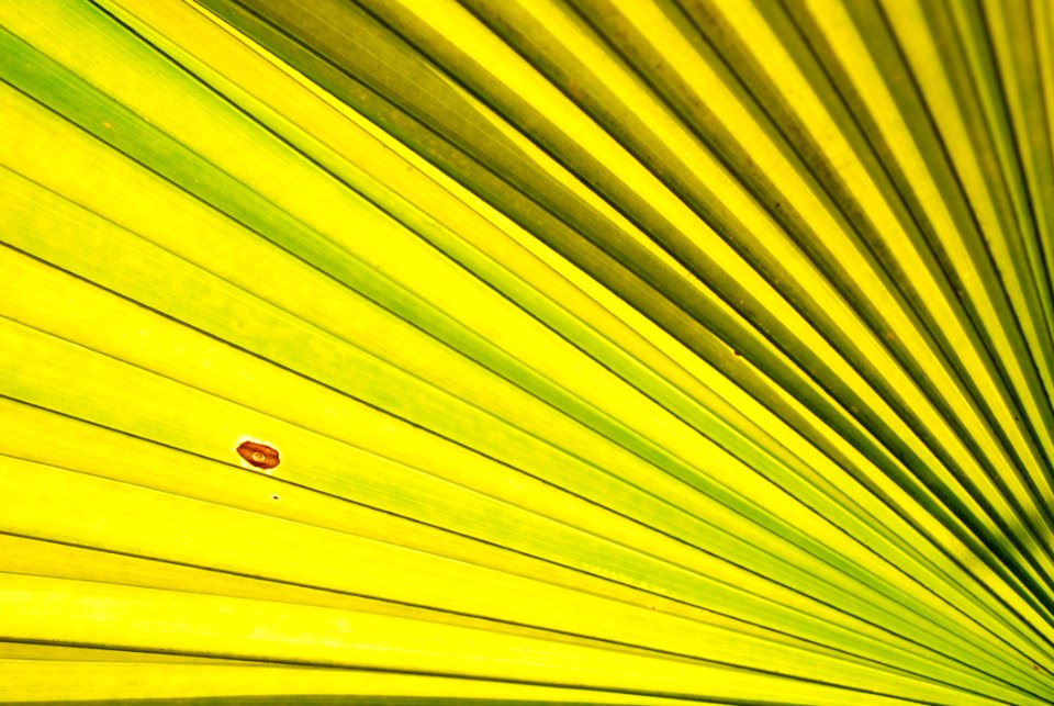 Yellow Leaf Close Up Line