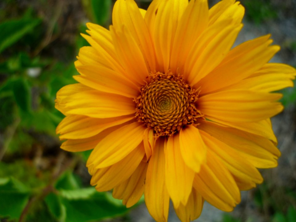 Flower Yellow Flora Daisy Family