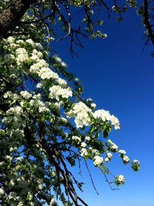 Blue Sky Branch Tree