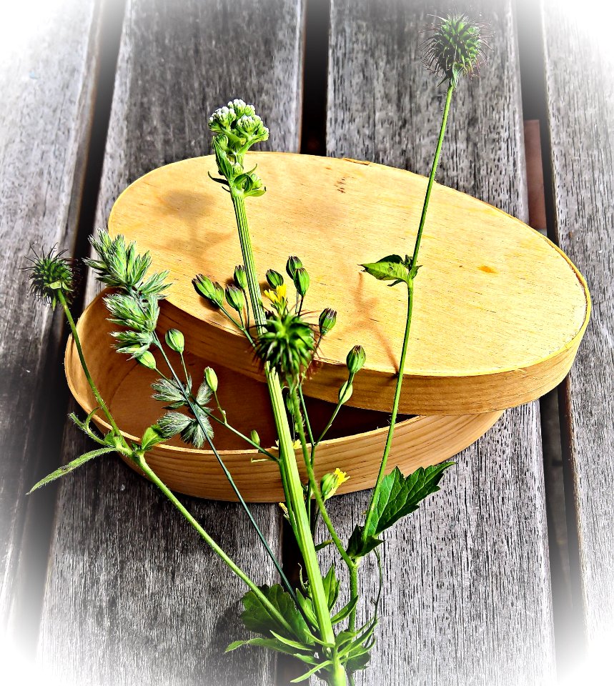 Plant Herb Flowerpot Table