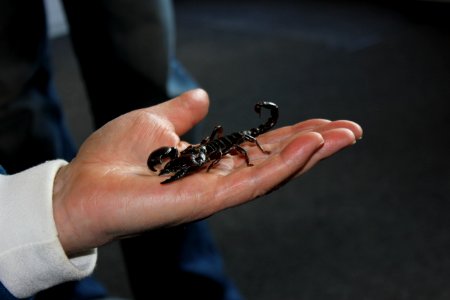 Scorpion Finger Hand Nail