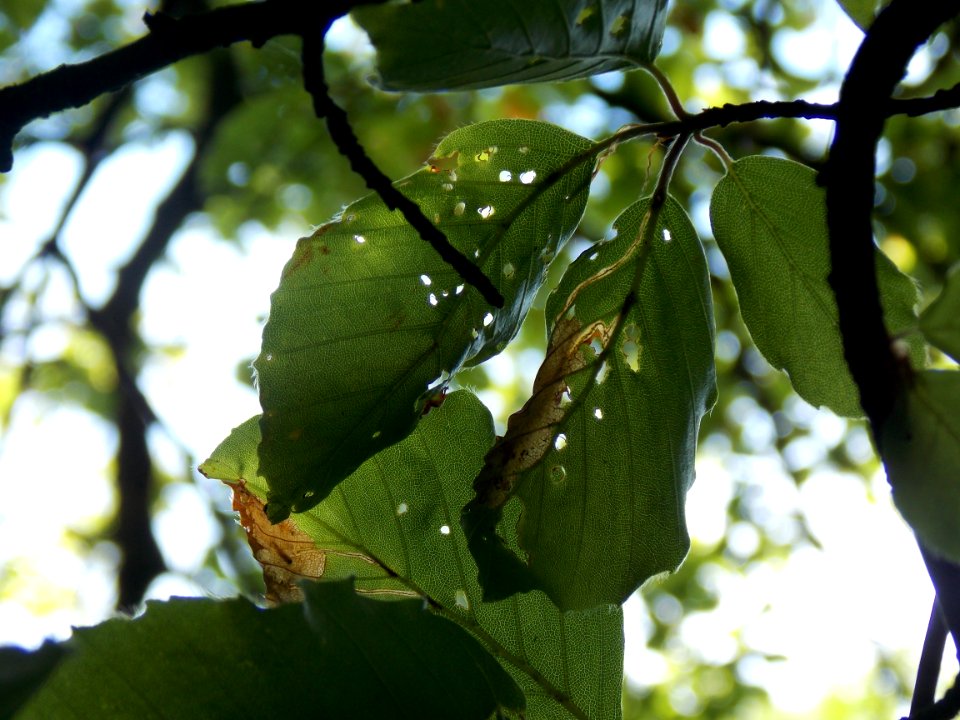 Leaf Branch Tree Plant Pathology