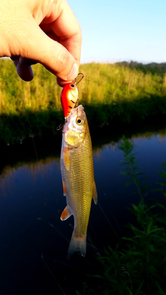 Common Rudd Fish Fish Pond Bass