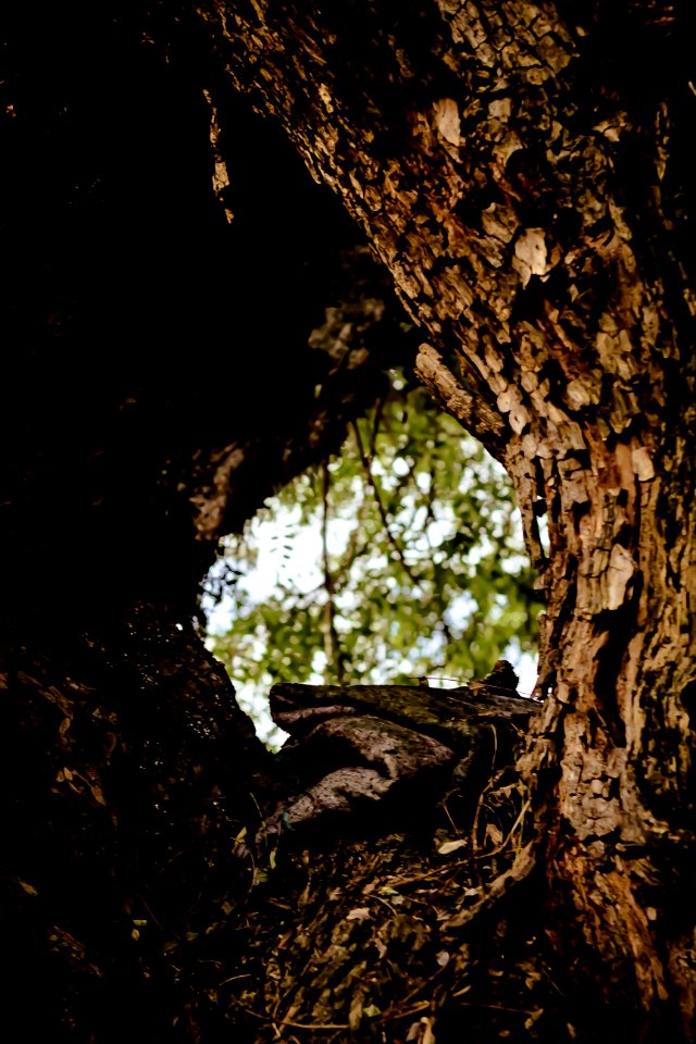 Tree Nature Woody Plant Leaf