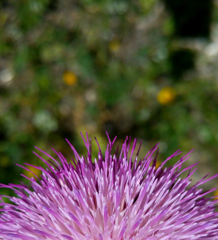 Purple Thistle Noxious Weed Silybum
