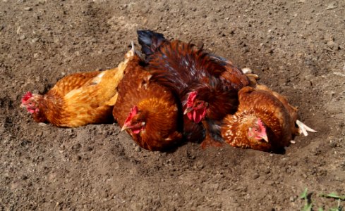 Chicken Galliformes Rooster Fowl photo