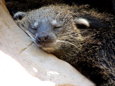 Mammal Fauna Viverridae Snout