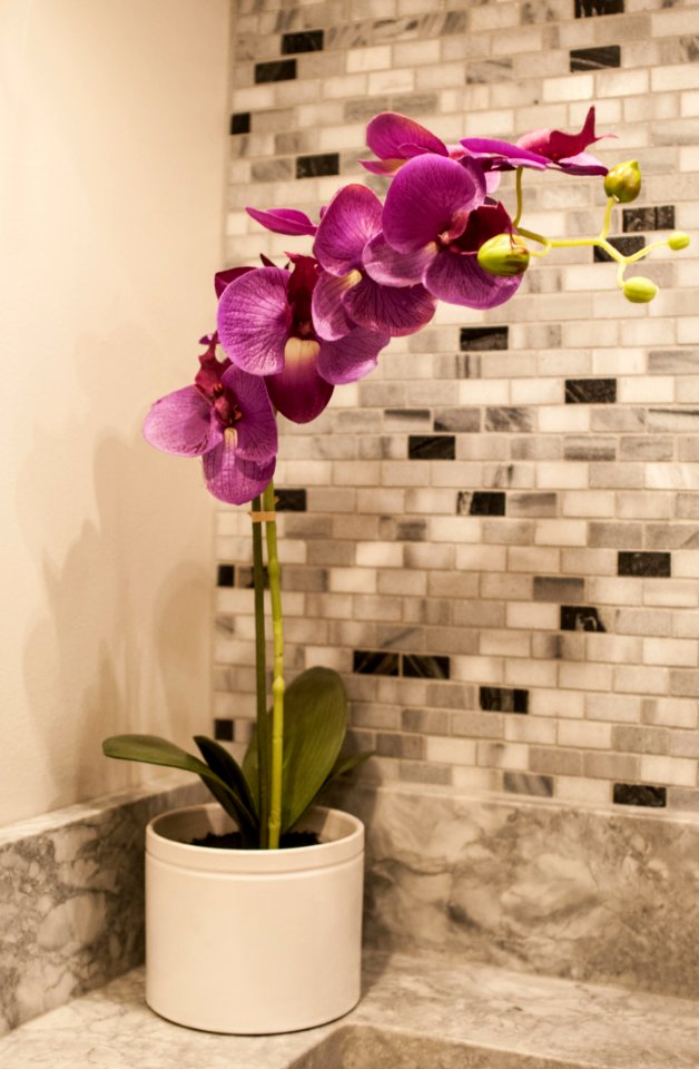 Flower Flowering Plant Plant Pink