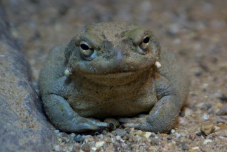 Toad Terrestrial Animal Amphibian Ranidae photo