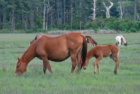 Horse Pasture Grazing Ecosystem photo