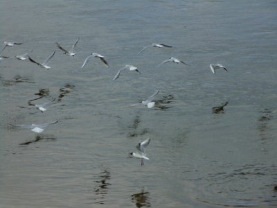 Flock Bird Seabird Gull