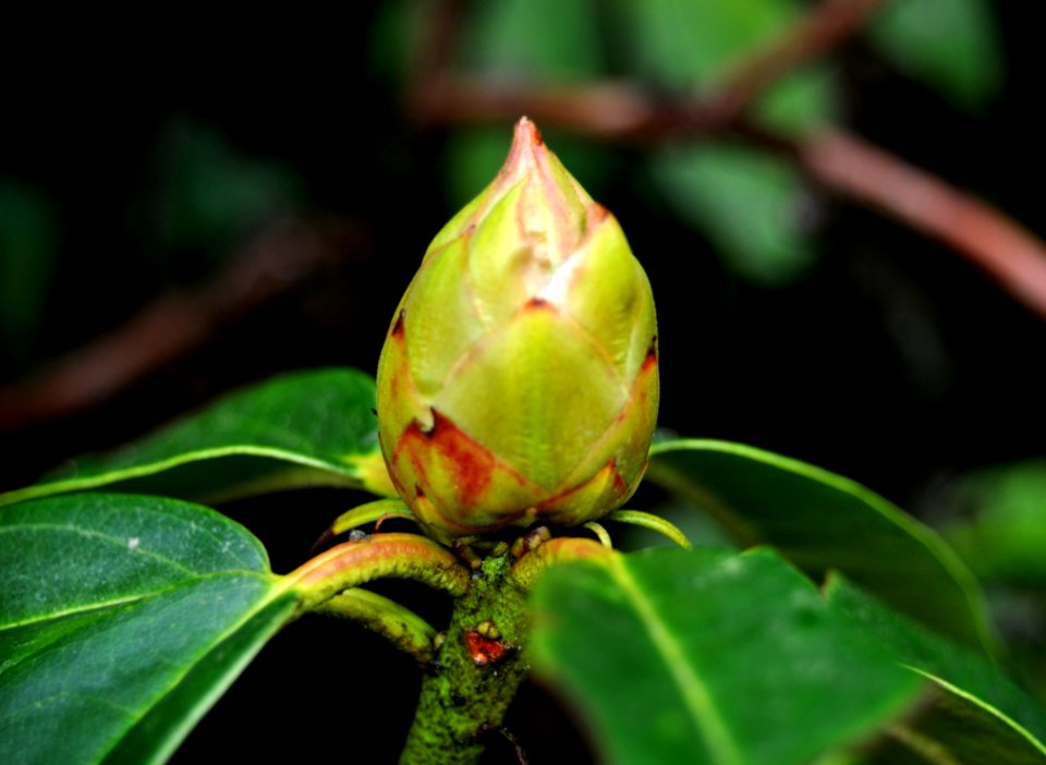 Plant Vegetation Bud Leaf