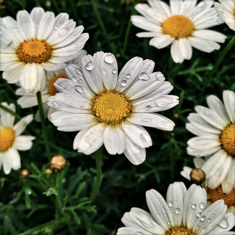 Nature macro flower