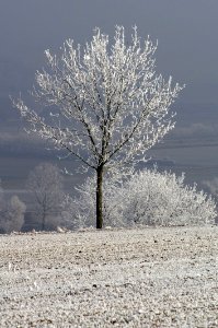 Frost Tree Winter Freezing