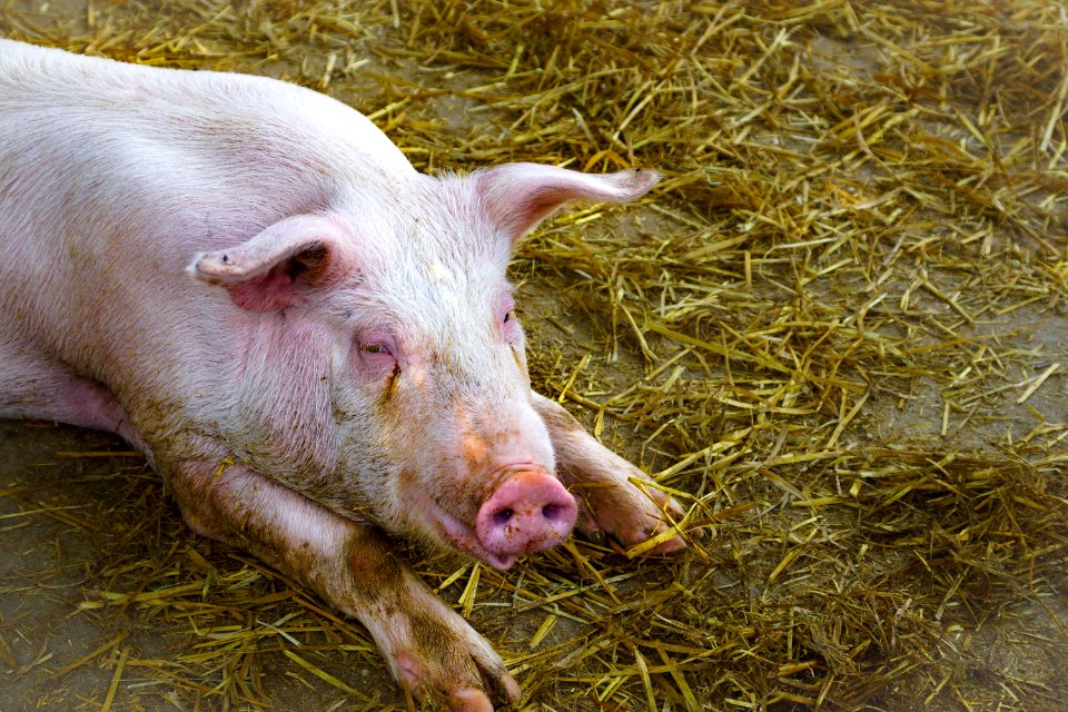 Domestic Pig Pig Like Mammal Pig Fauna