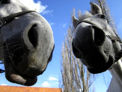 Horse Horse Like Mammal Head Snout photo