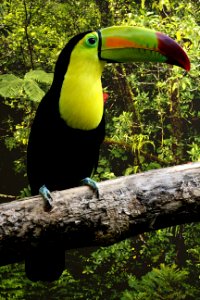 Bird Toucan Beak Hornbill photo