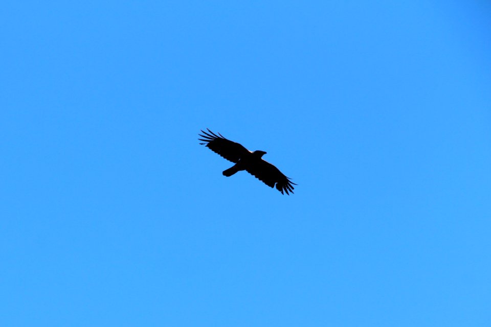 Bird Eagle Accipitriformes Sky