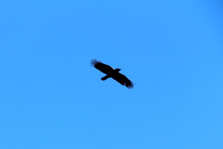 Bird Eagle Accipitriformes Sky photo