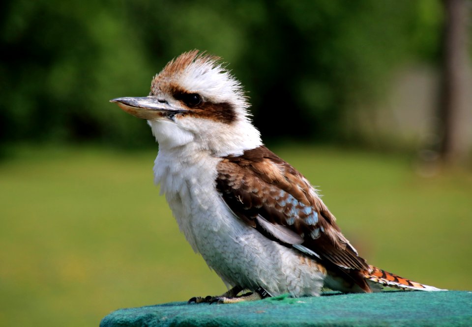 Bird Fauna Beak Wildlife photo