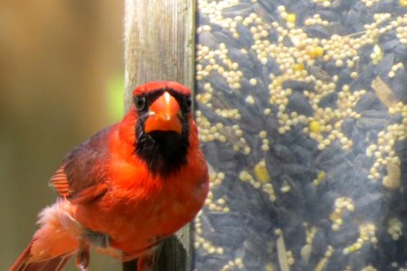 Bird Beak Cardinal Fauna photo