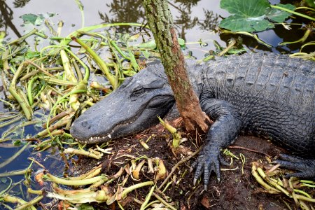 Alligator American Alligator Fauna Crocodilia photo