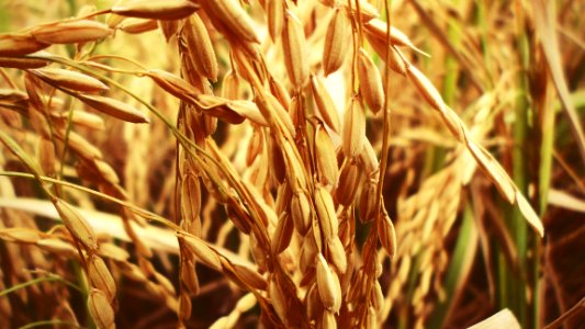 Food Grain Wheat Grass Family Grain