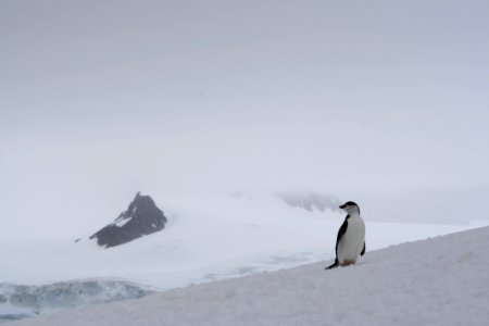 Flightless Bird Nunatak Bird Penguin photo