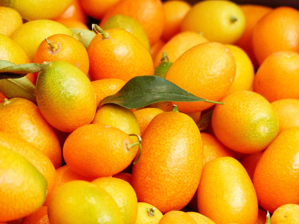 Fortunella dwarf rind orange