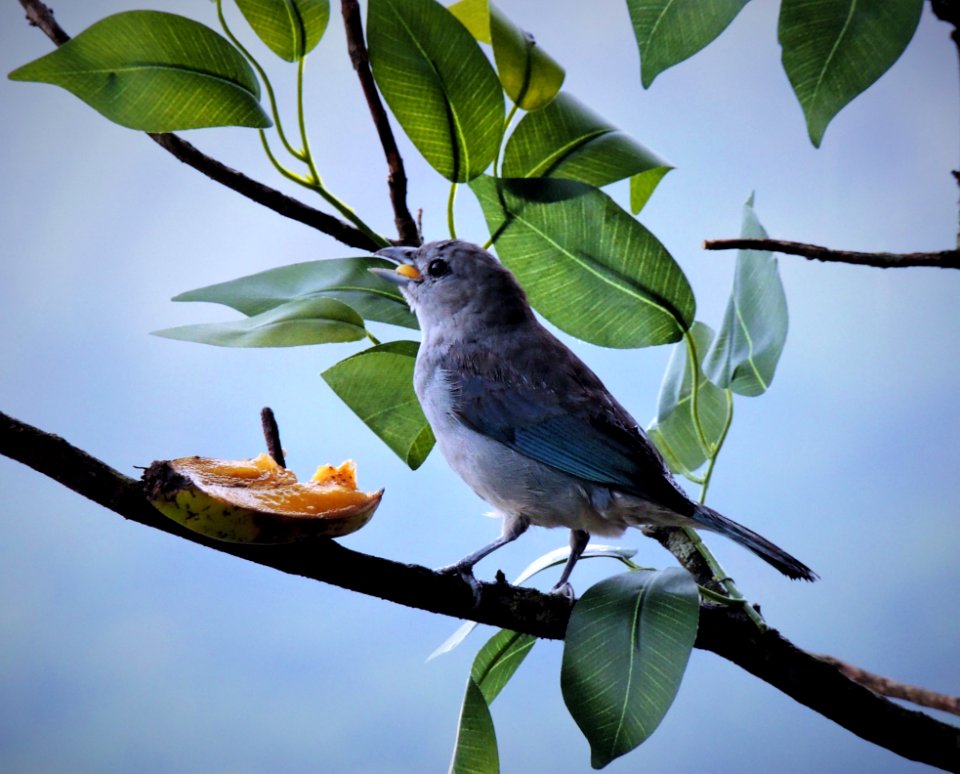 Bird Fauna Beak Branch photo