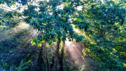 Tree Vegetation Ecosystem Nature Reserve