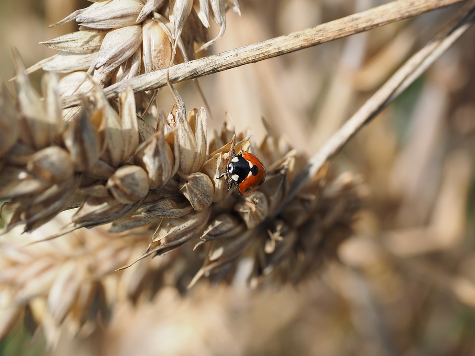 Coccinella septempunctata coccinella animal