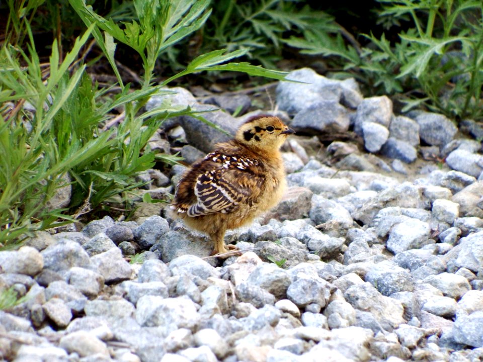 Bird Fauna Sparrow Wildlife
