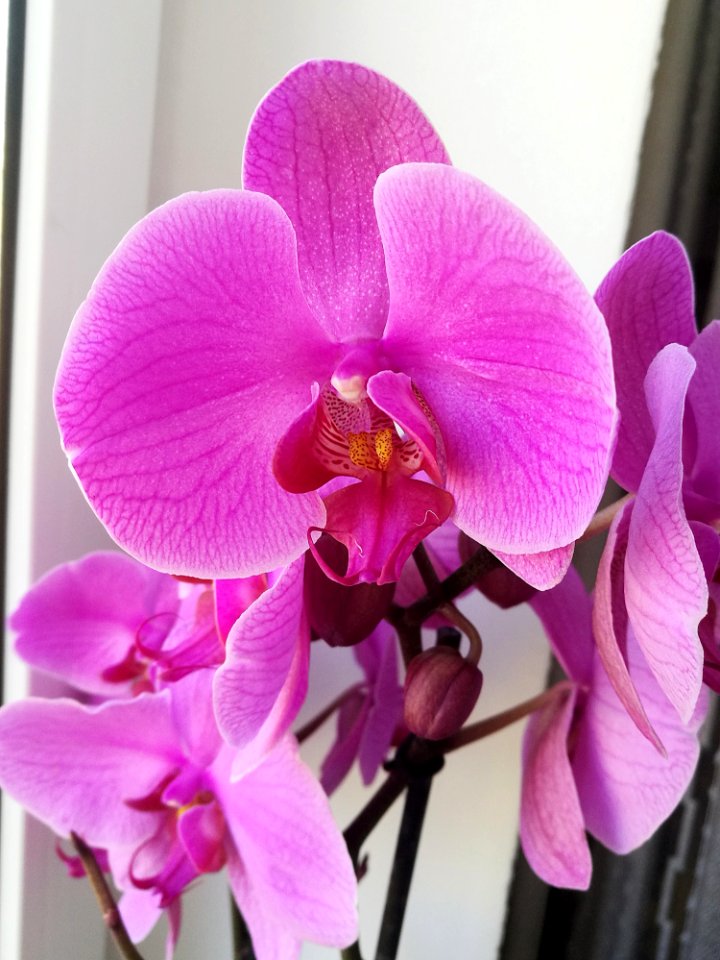 Flower Flowering Plant Pink Plant