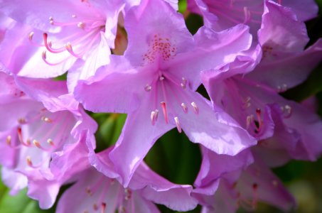Flower Pink Woody Plant Plant photo