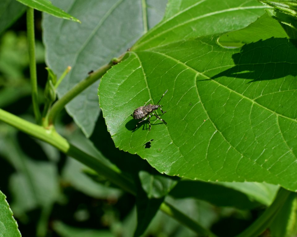 Leaf Insect Organism Plant Pathology