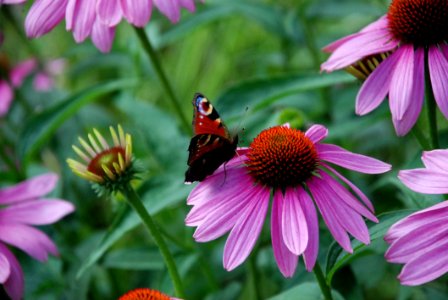 Flower Coneflower Nectar Plant