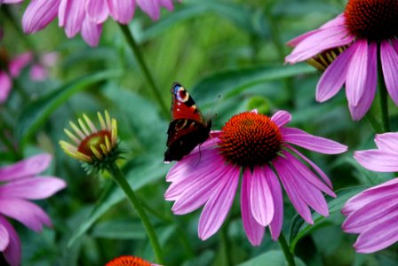 Flower Coneflower Nectar Plant photo