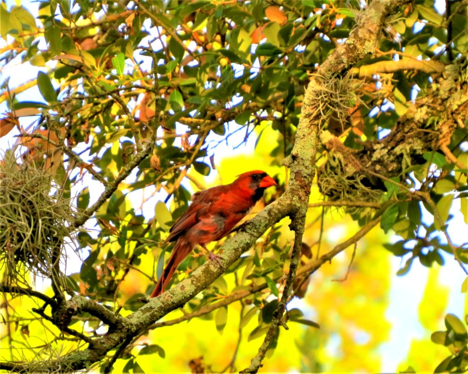 Bird Fauna Branch Ecosystem