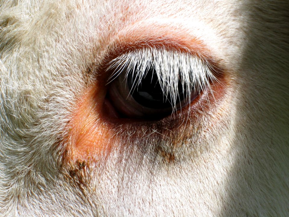 Nose Eye Close Up Snout